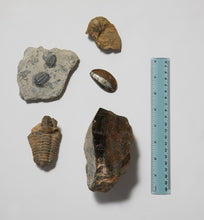 Load image into Gallery viewer, Fossil Collection
