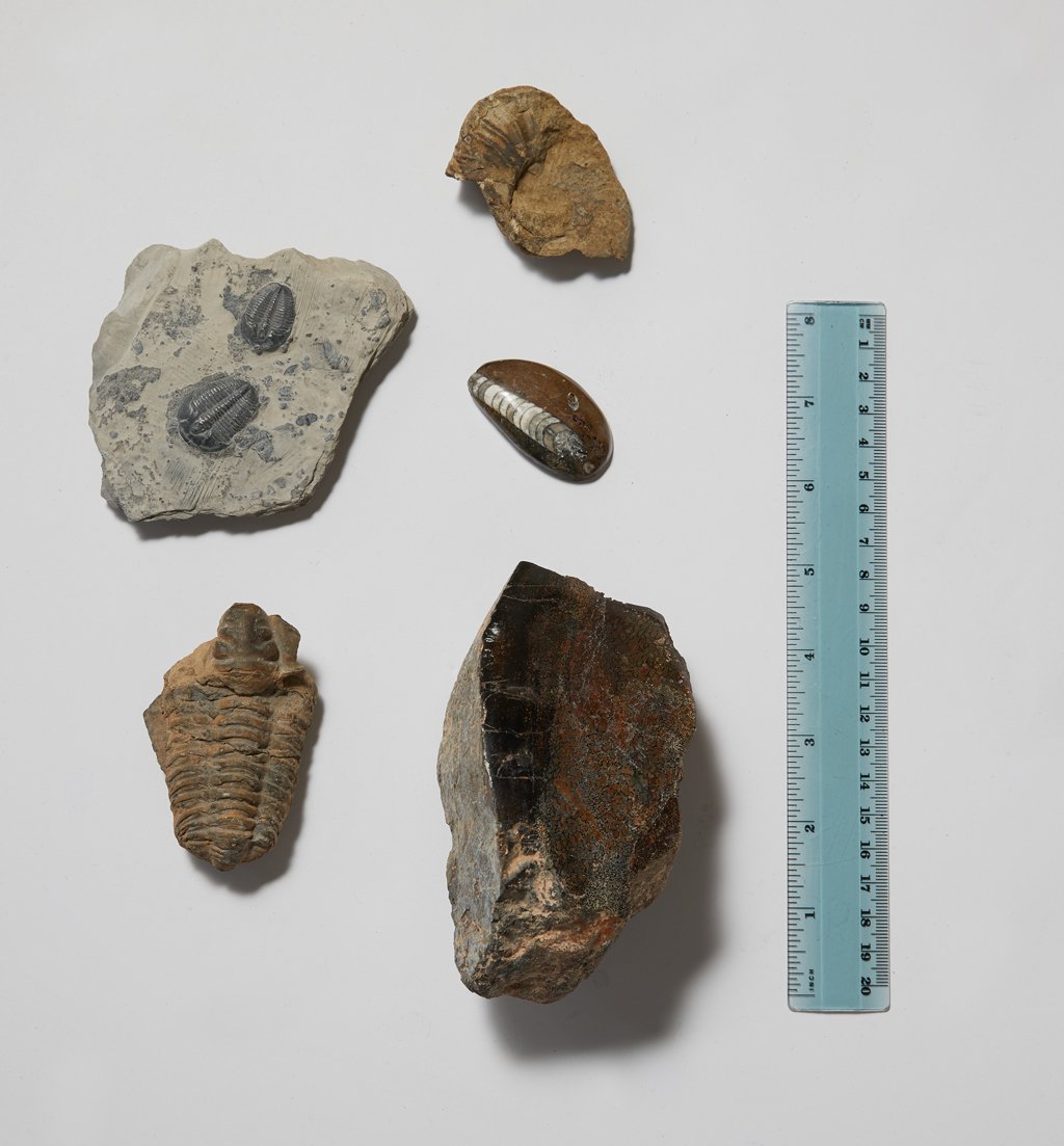 Fossil Collection